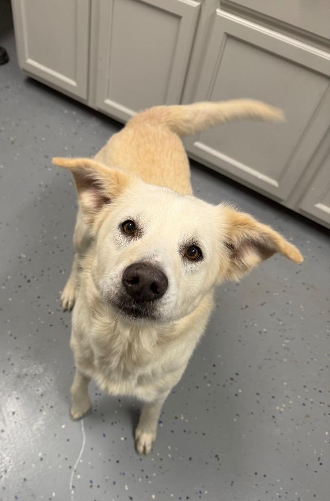 PawPaw, Adoptable, Senior Male Great Pyrenees & Mixed Breed.