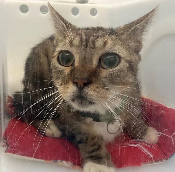 Enlarge Bobcat, a Adoptable mixed breed in Staten Island, NY image 1/1