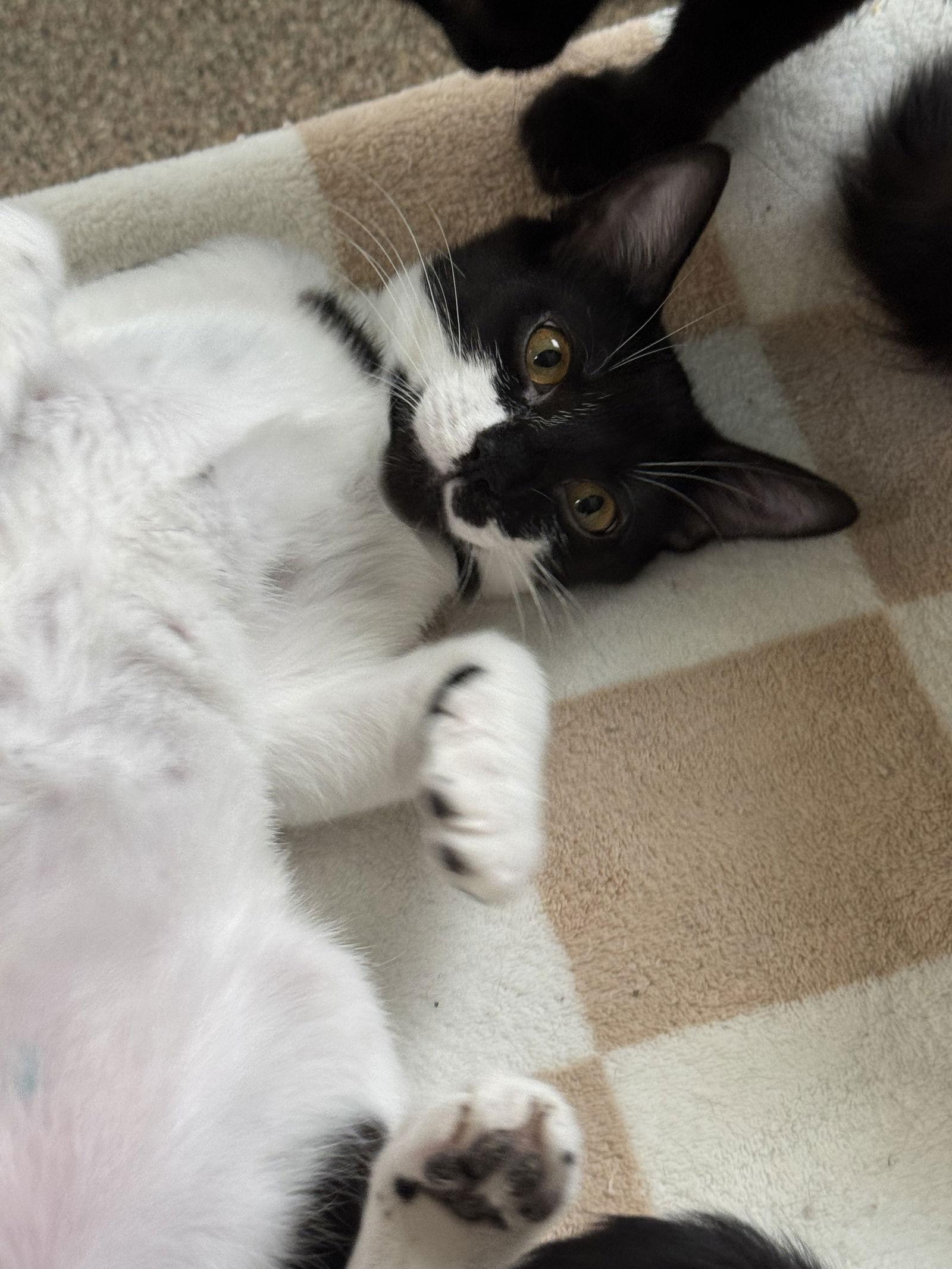 Enlarge Cheez-it, a Adoptable Domestic Short Hair in Sanford, FL image 1/3