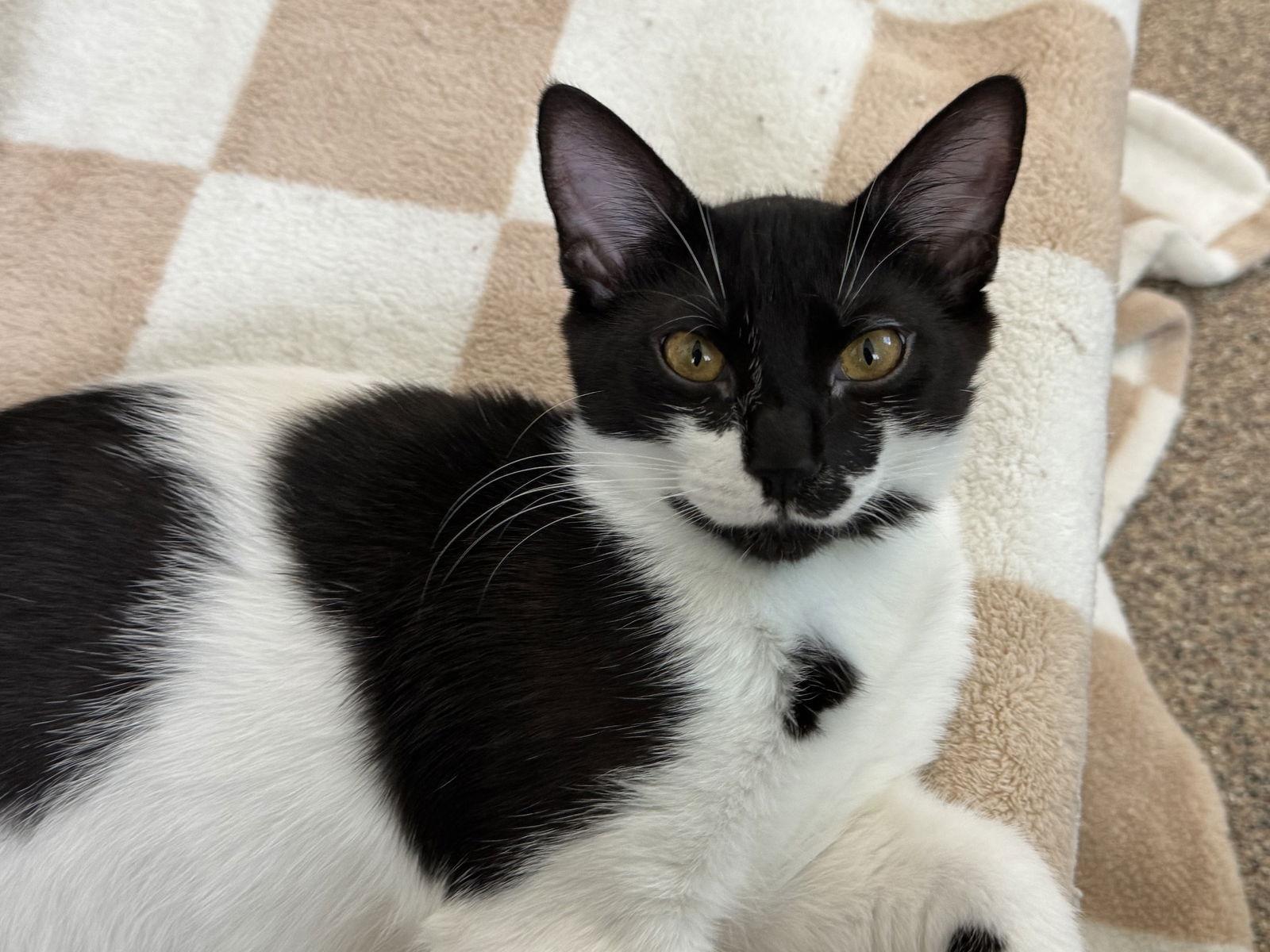 Enlarge Cheez-it, a Adoptable Domestic Short Hair in Sanford, FL image 2/3