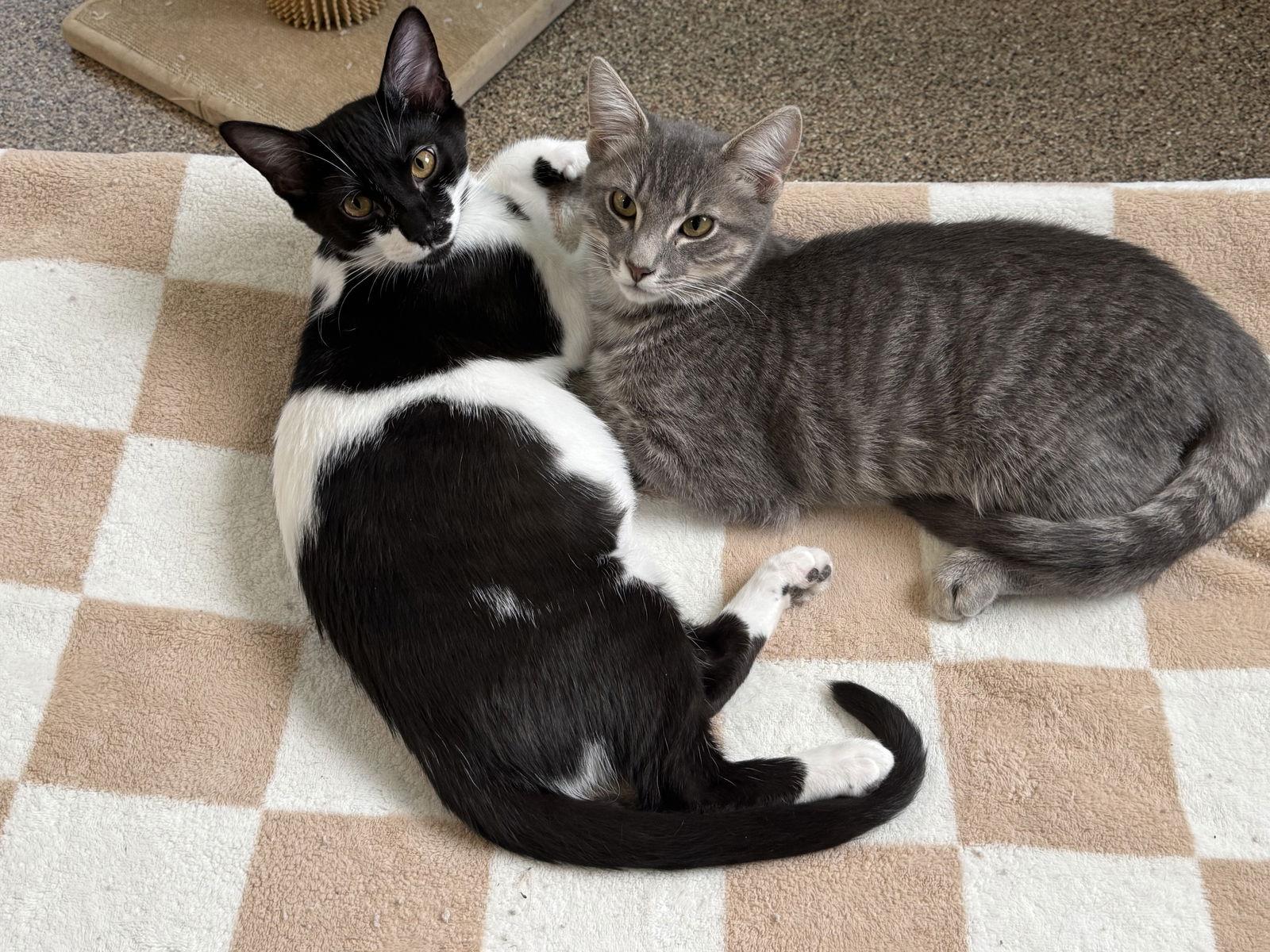 Enlarge Cheez-it, a Adoptable Domestic Short Hair in Sanford, FL image 3/3