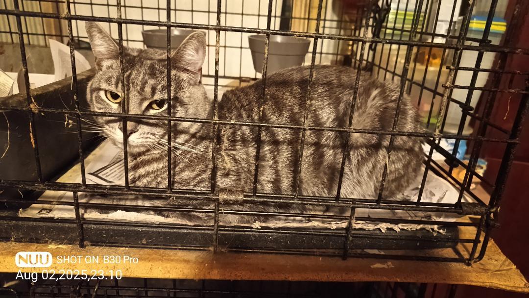 Thor, Adoptable, Young Male Tabby & Domestic Short Hair.