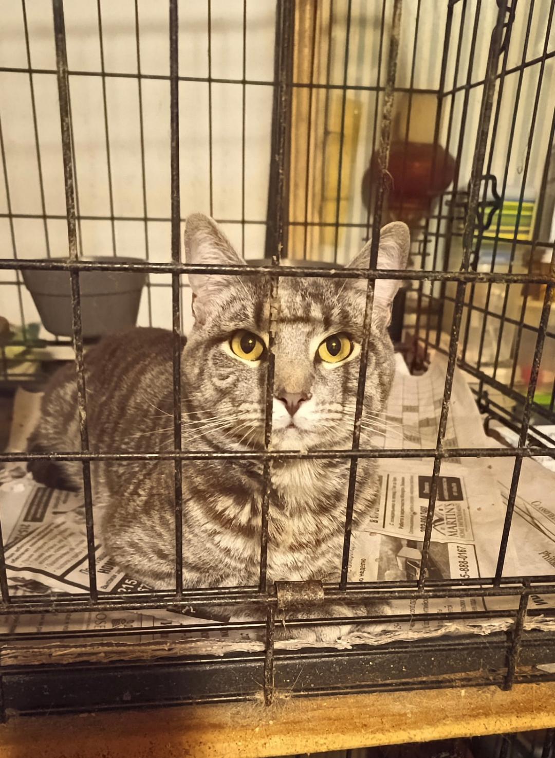 Enlarge Thor, a Adoptable mixed breed in Yardley, PA image 2/3