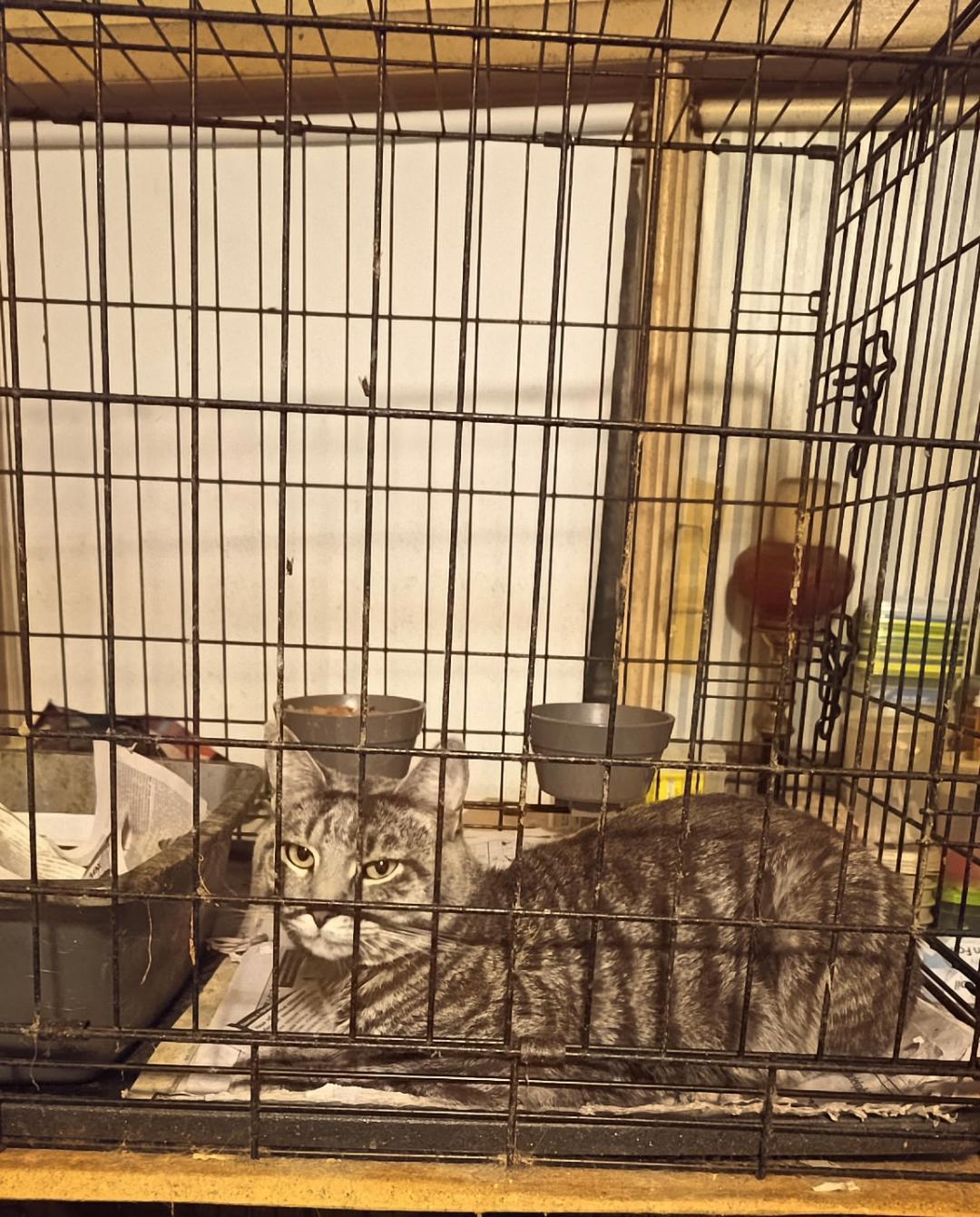 Enlarge Thor, a Adoptable mixed breed in Yardley, PA image 3/3