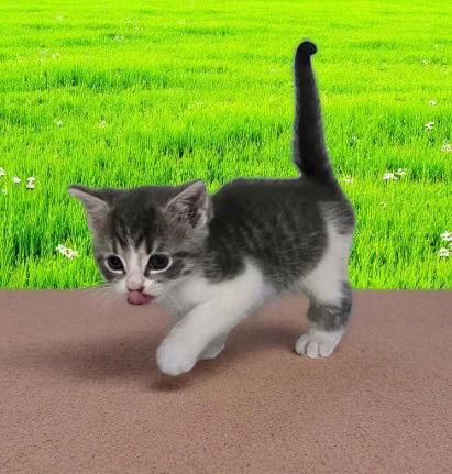 Enlarge Buddy Blue, a Adopted Domestic Short Hair in Sullivan, IN image 1/1