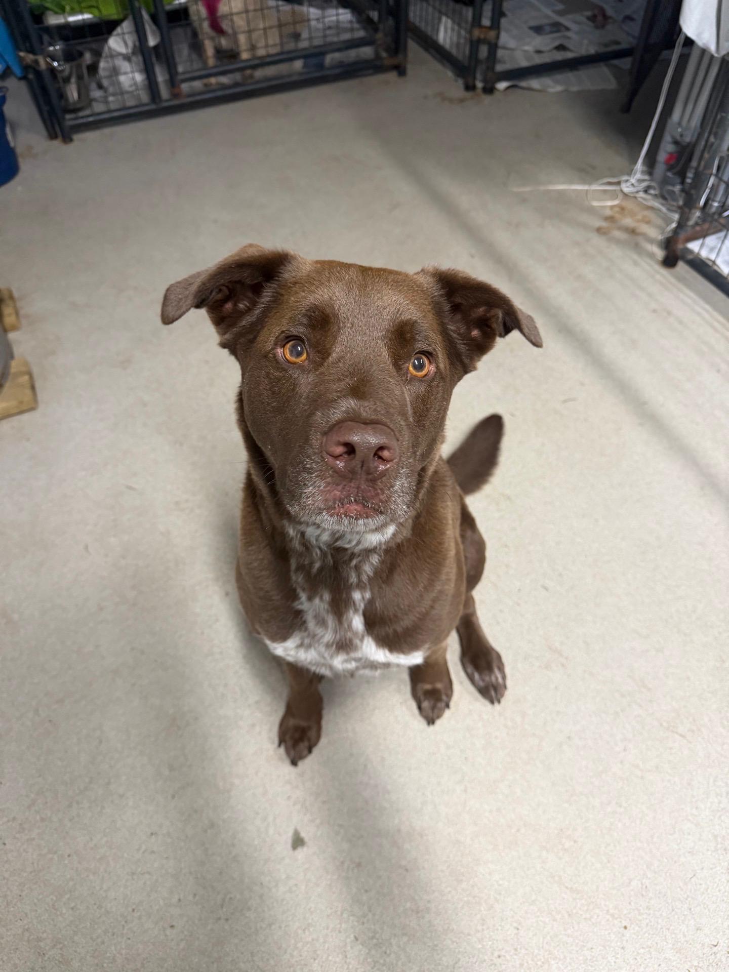 Enlarge Yogi (Surrender), a Adoptable mixed breed in Hamden, CT image 1/1