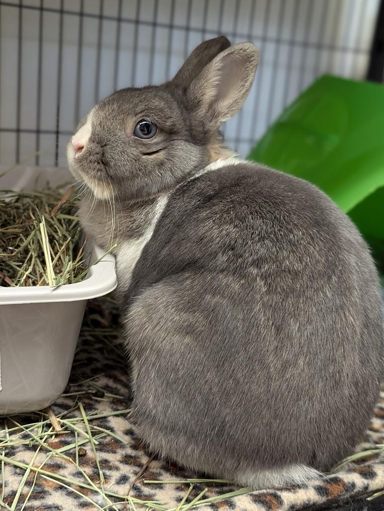 Elizabeth, Adult Female Netherland Dwarf