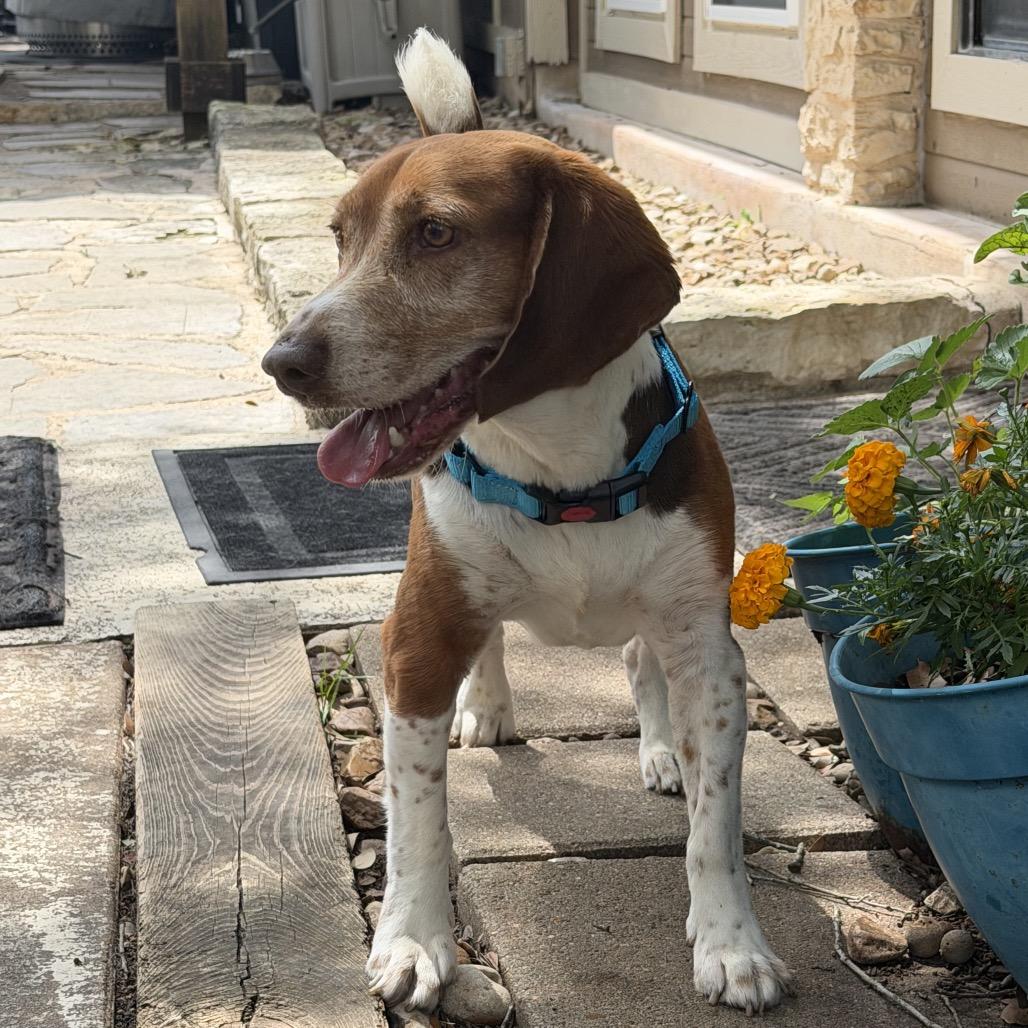 Copper, a Adoptable Beagle in Austin, TX image 1/4