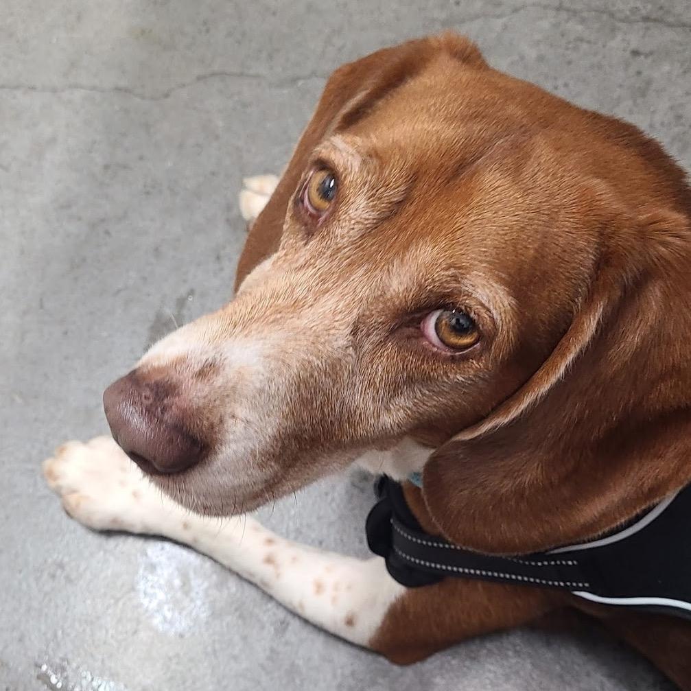 Copper, a Adoptable Beagle in Austin, TX image 2/4