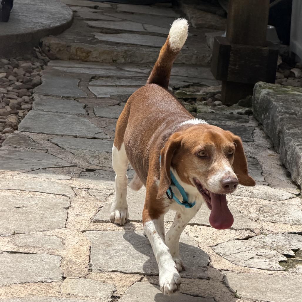 Copper, a Adoptable Beagle in Austin, TX image 3/4