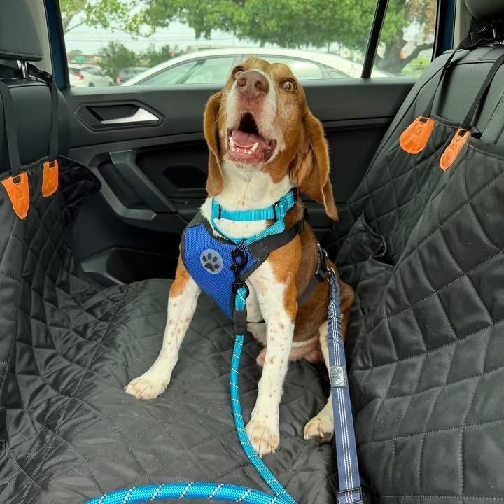 Copper, a Adoptable Beagle in Austin, TX image 4/4