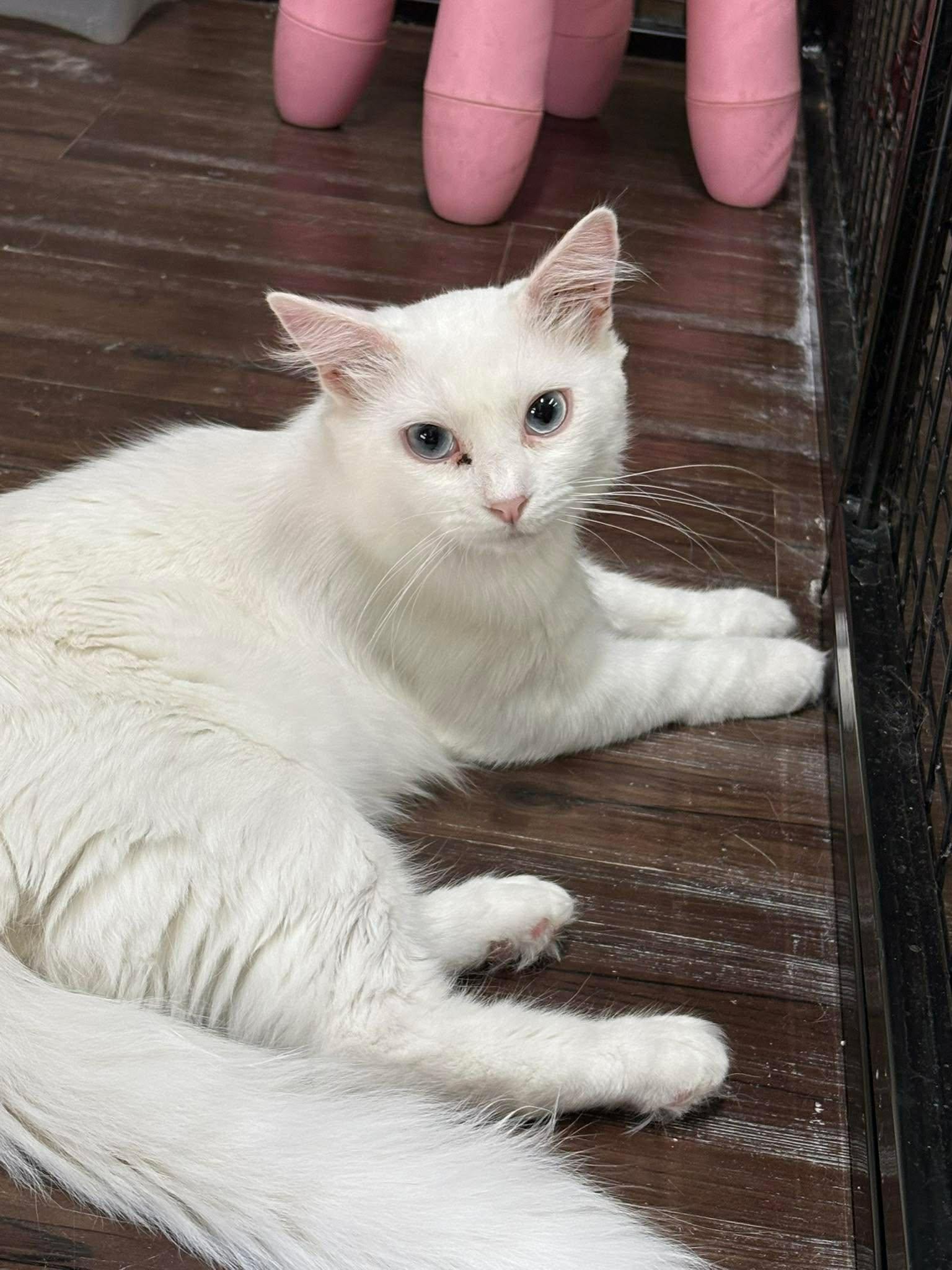 Enlarge Polar, a Adoptable Turkish Angora in St. George, UT image 1/1