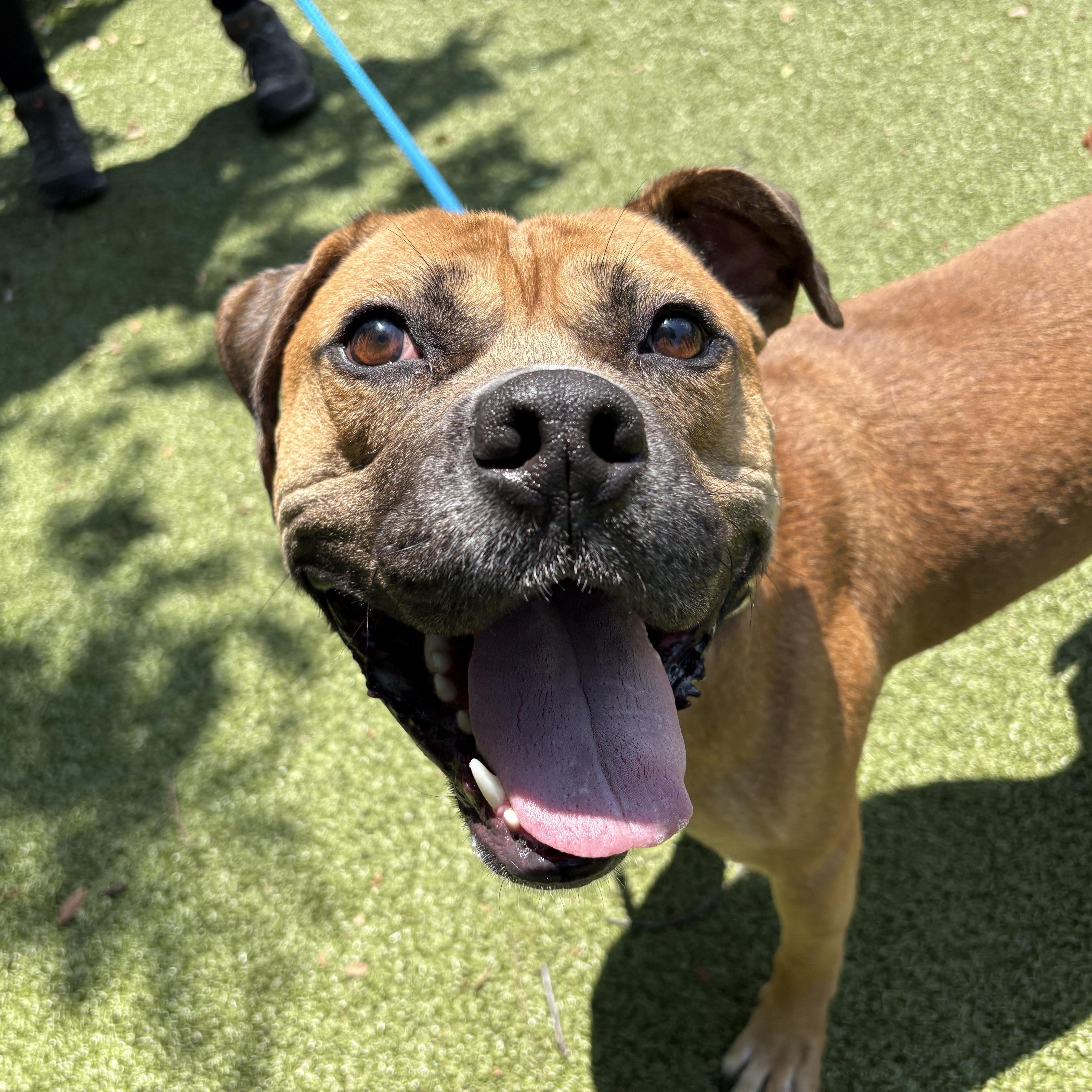 Morey, a Adoptable Mixed Breed in Media, PA image 2/6