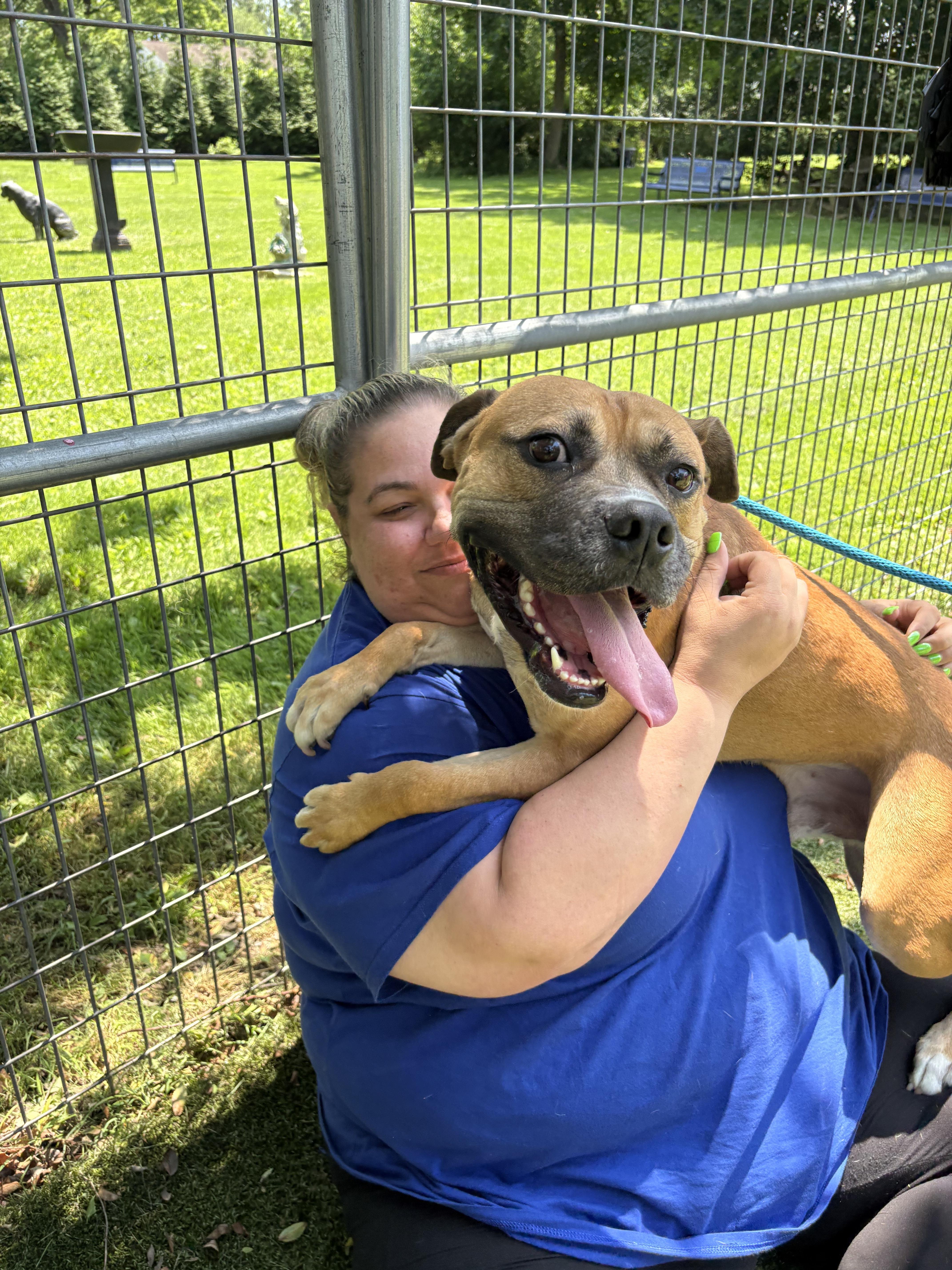 Morey, a Adoptable Mixed Breed in Media, PA image 3/6