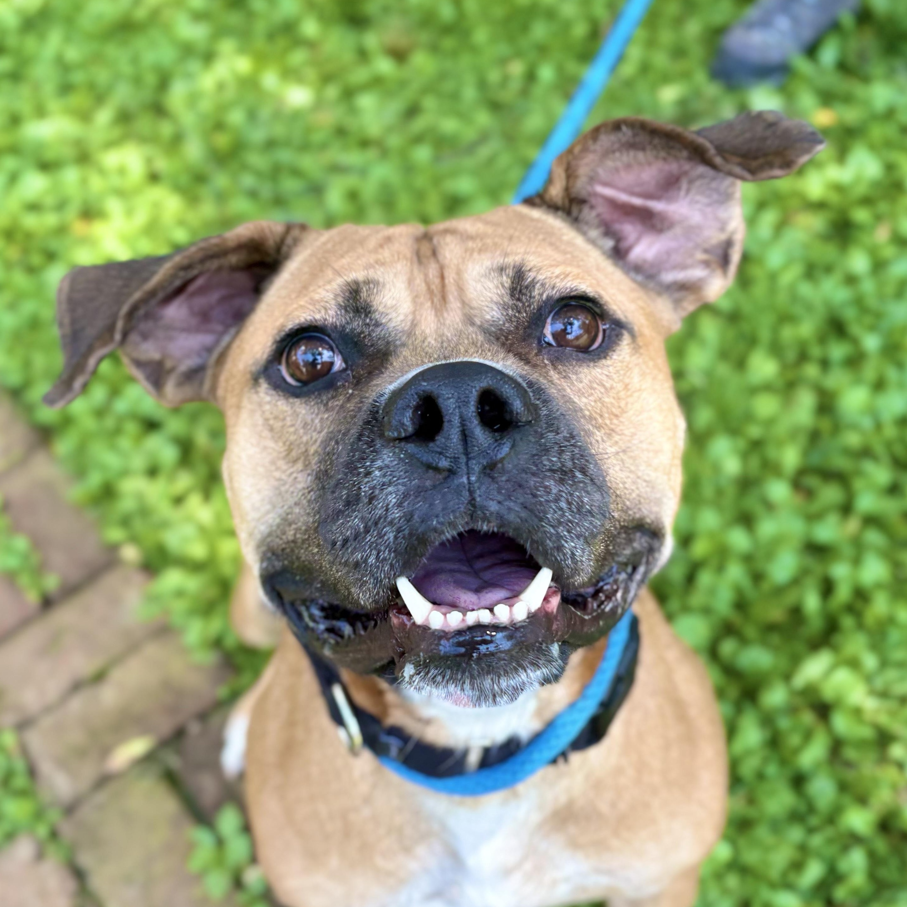 Morey, a Adoptable Mixed Breed in Media, PA image 1/6