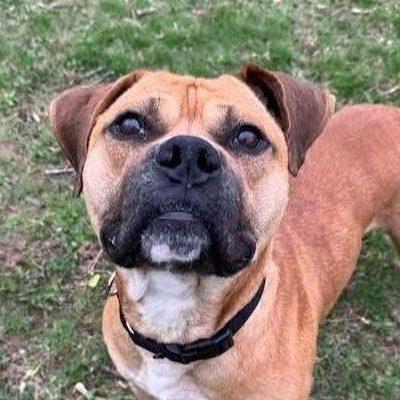 Morey, a Adoptable Mixed Breed in Media, PA image 4/6