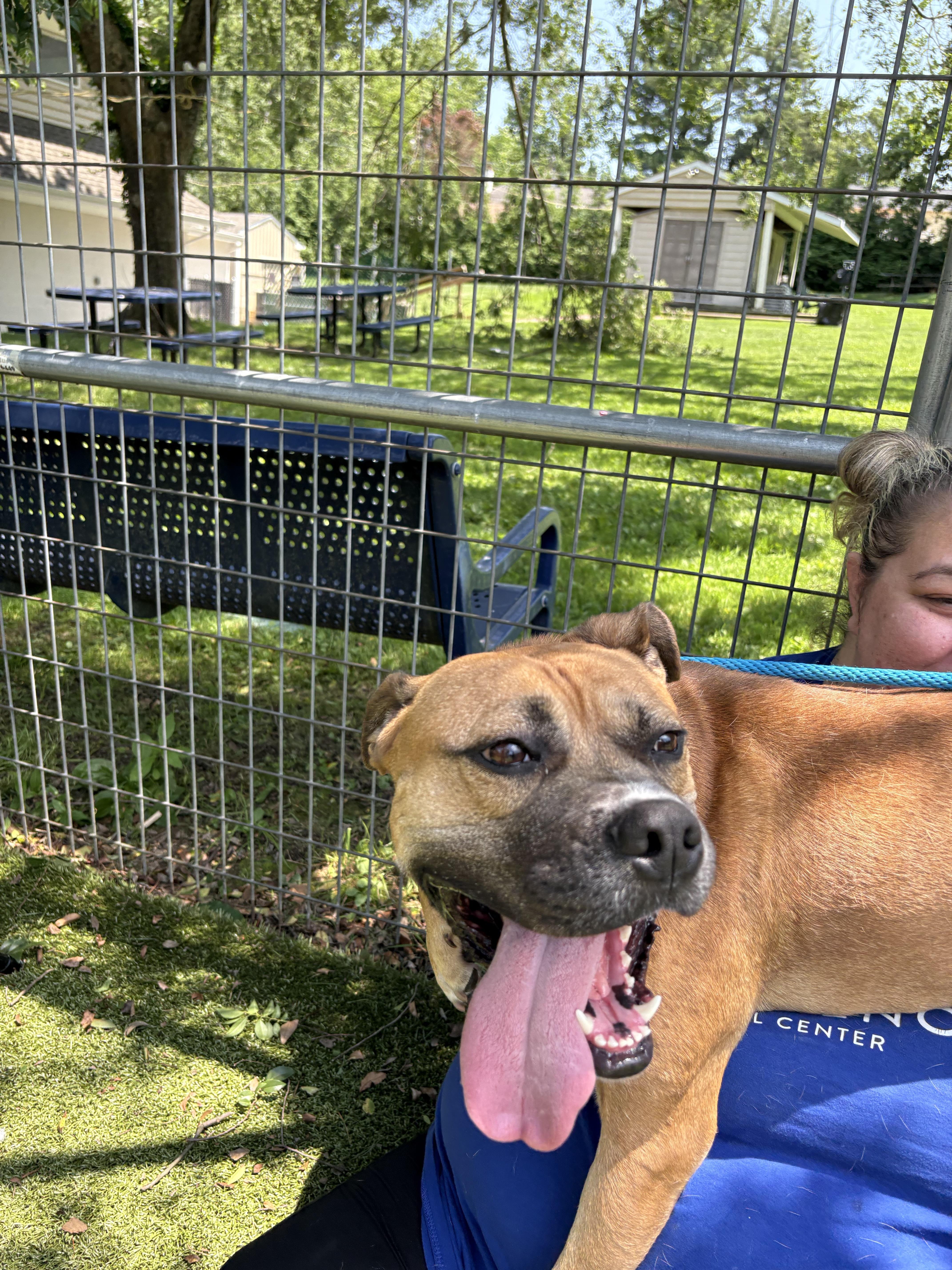 Morey, a Adoptable Mixed Breed in Media, PA image 5/6