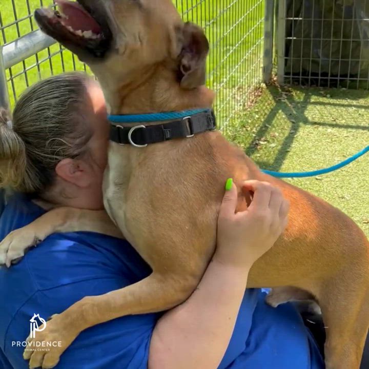 Enlarge Morey, a Adoptable Mixed Breed in Media, PA video 6/6