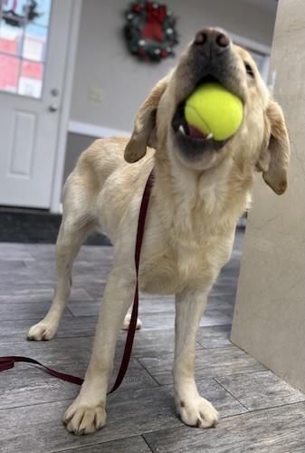 Enlarge Daisy May #2, a ADOPTABLE Yellow Labrador Retriever in Killingworth, CT image 3/3