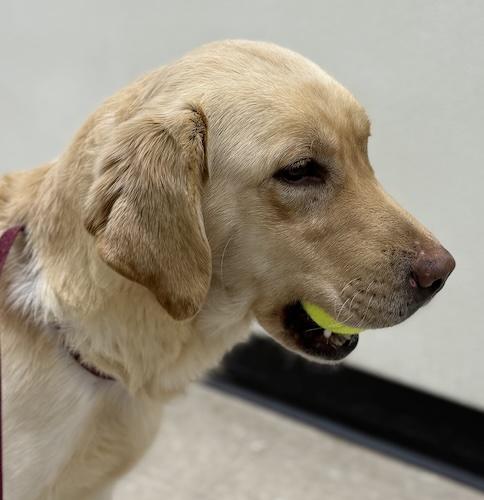 Enlarge Daisy May #2, a ADOPTABLE Yellow Labrador Retriever in Killingworth, CT image 2/3