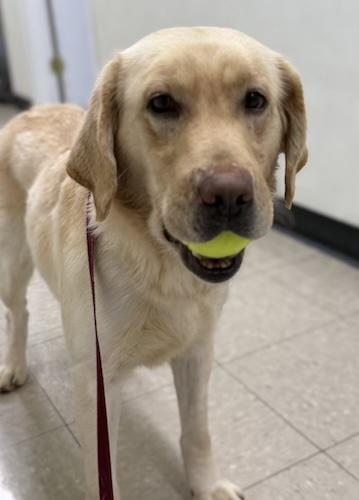 Enlarge Daisy May #2, a ADOPTABLE Yellow Labrador Retriever in Killingworth, CT image 1/3