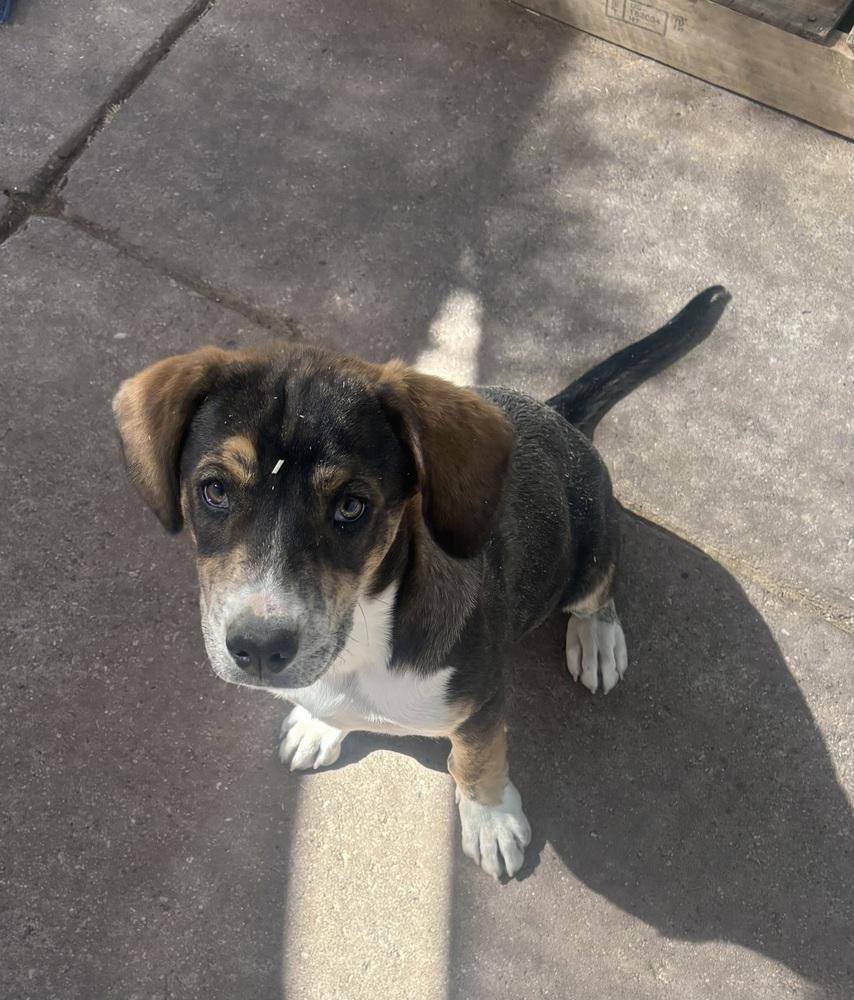 Enlarge Razor, a Adoptable mixed breed in Lafayette, CO image 1/1