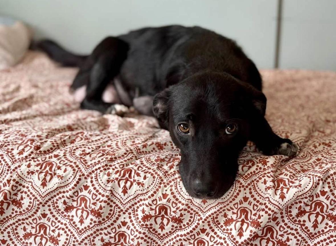 Enlarge Honey , a ADOPTABLE mixed breed in Mendham, NJ image 4/5