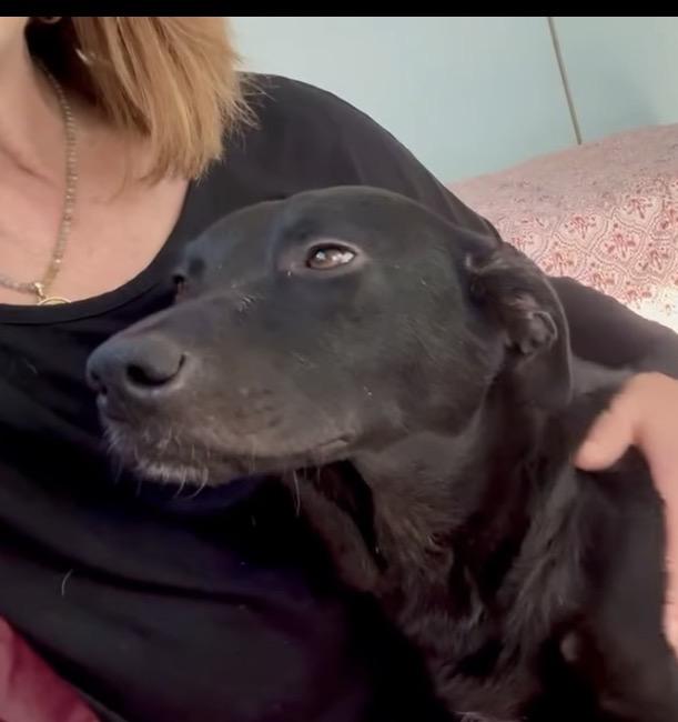 Enlarge Honey , a ADOPTABLE mixed breed in Mendham, NJ image 3/5