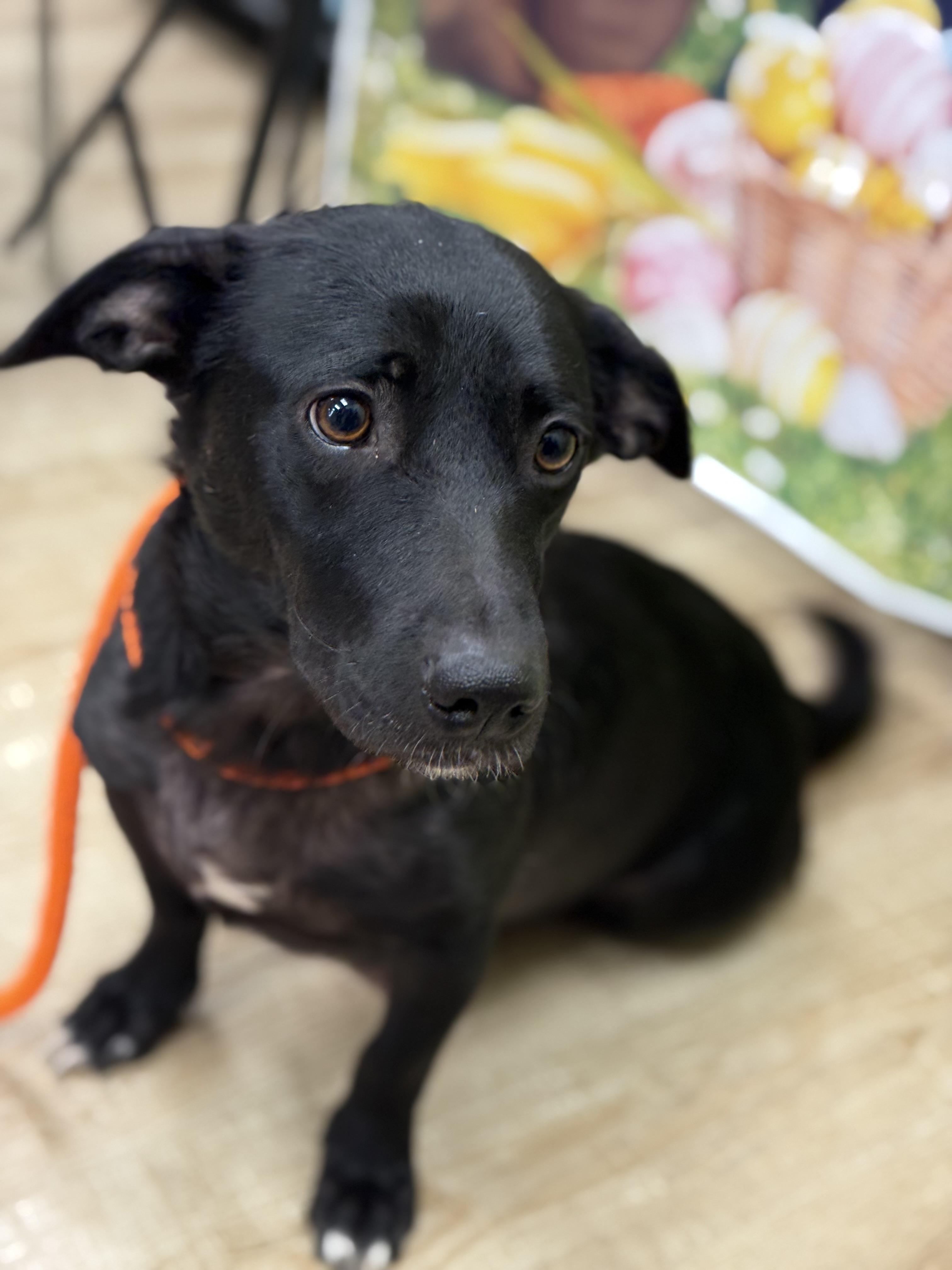 Enlarge Honey , a ADOPTABLE mixed breed in Mendham, NJ image 5/5