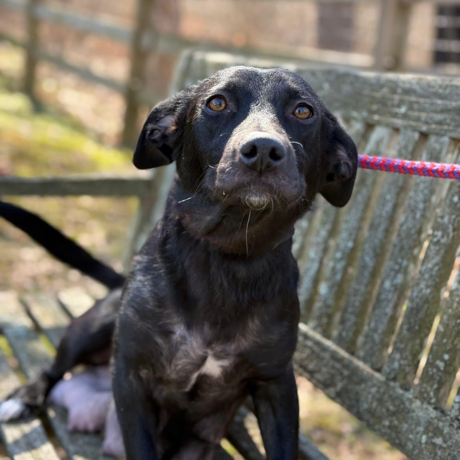 Enlarge Honey , a ADOPTABLE mixed breed in Mendham, NJ image 2/5
