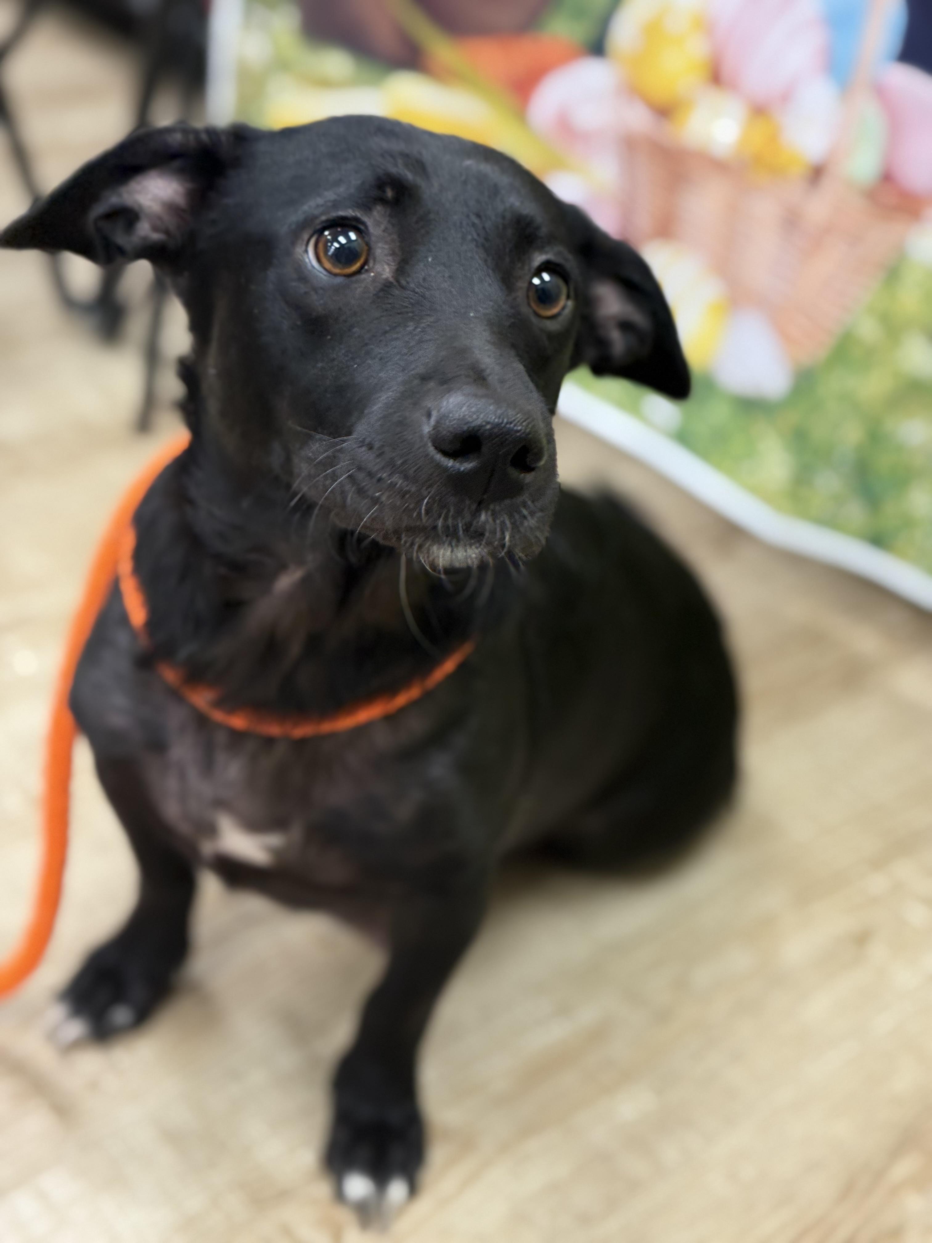 Enlarge Honey , a ADOPTABLE mixed breed in Mendham, NJ image 1/5