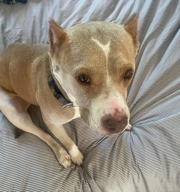 Pumpkin, ADOPTABLE, Senior Female Pit Bull Terrier.