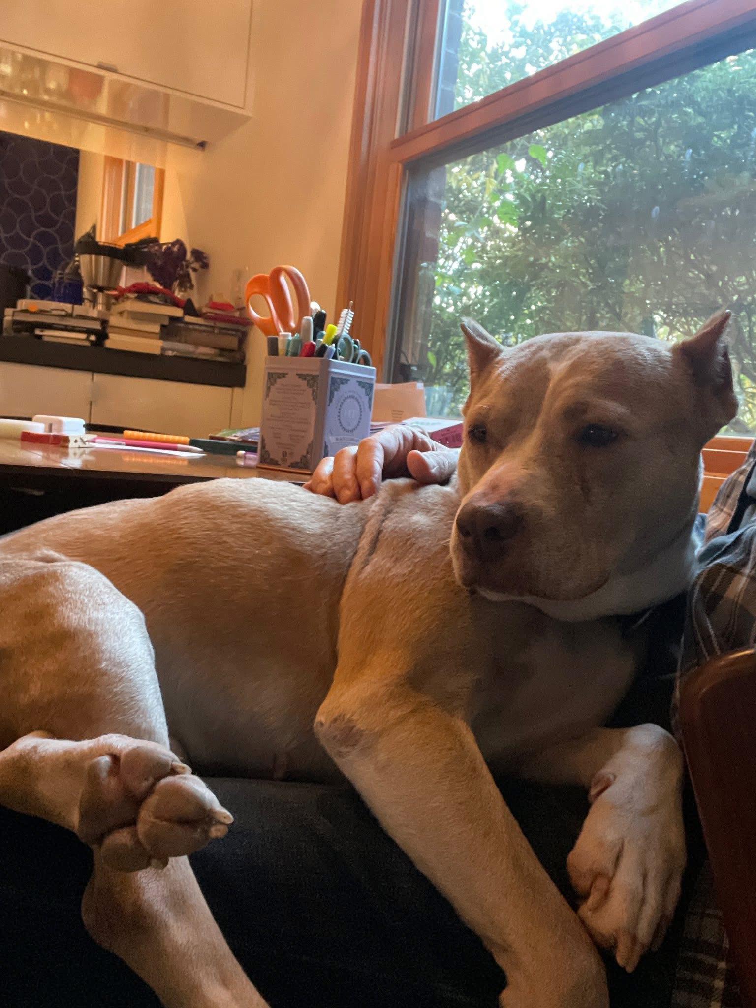 Enlarge Pumpkin, a ADOPTABLE mixed breed in Ossining, NY image 2/2