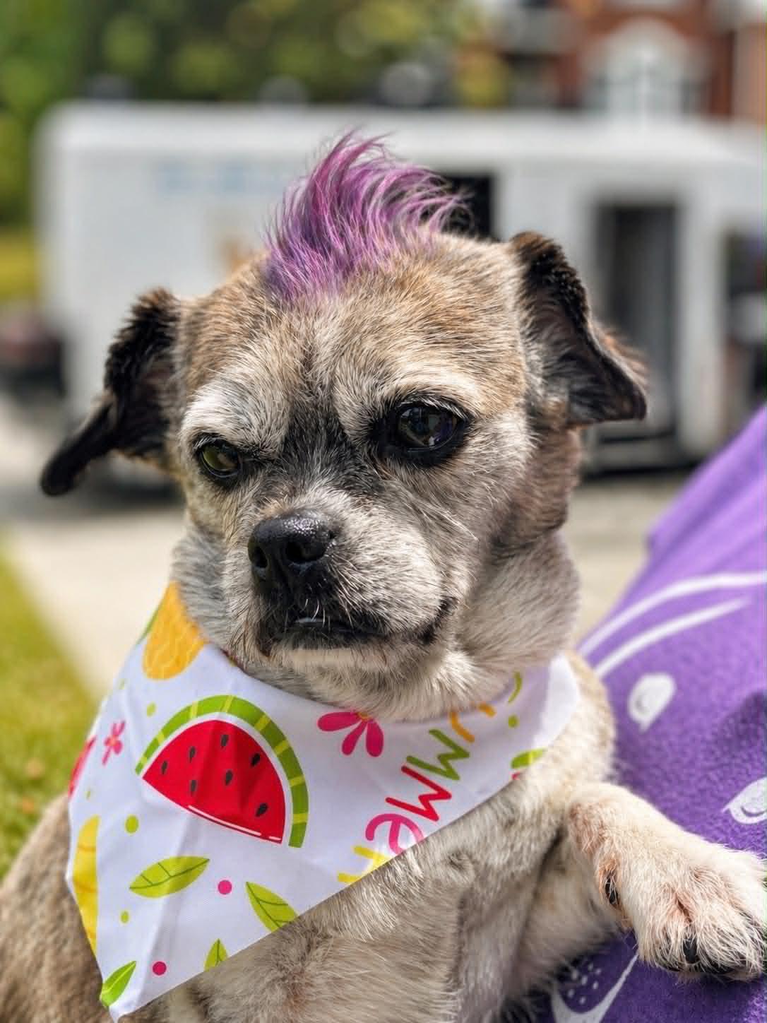 MOCHI, a Adoptable mixed breed in St. Louis, MO image 2/6