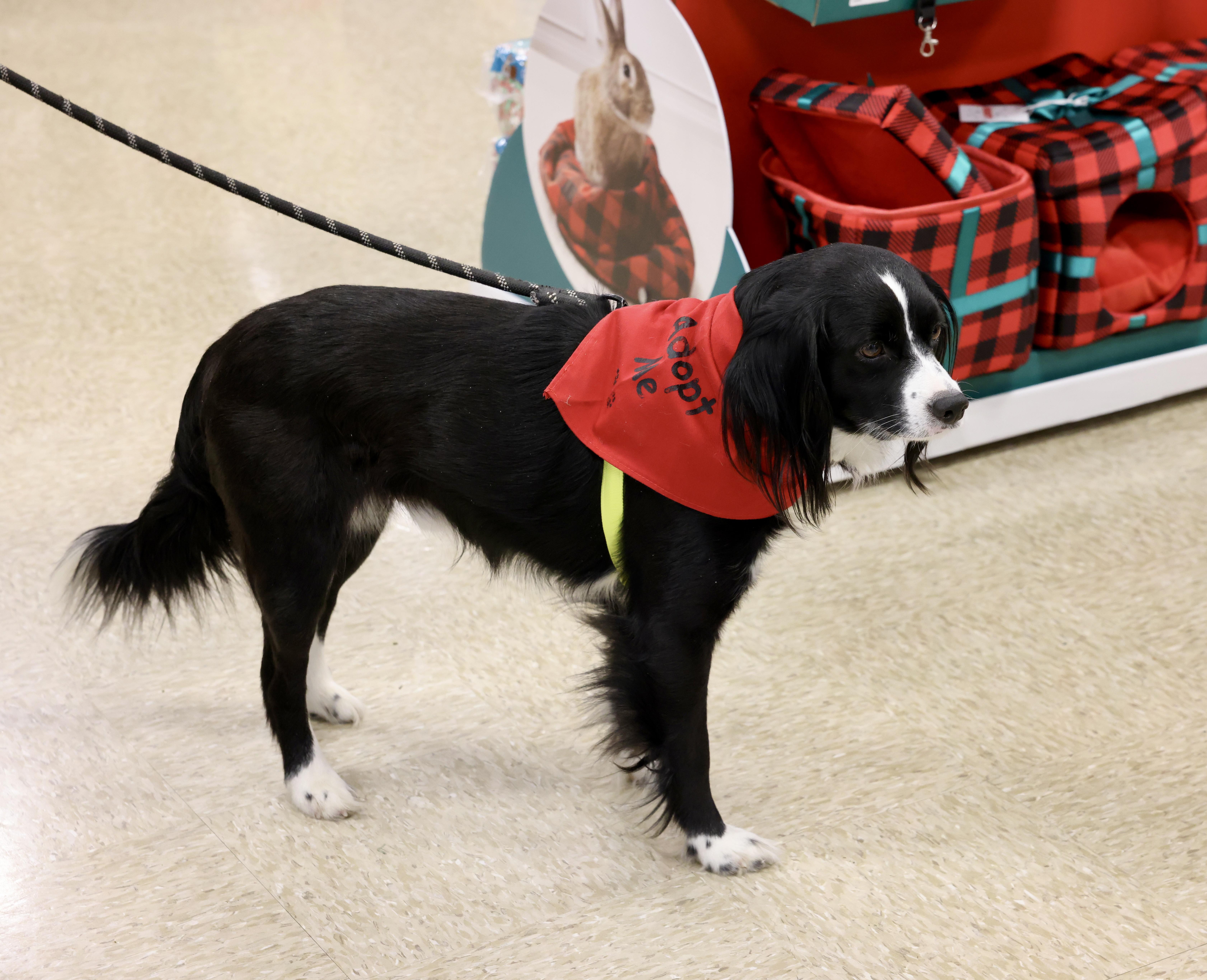 Enlarge Benny, a Adoptable mixed breed in Waxhaw, NC image 1/6