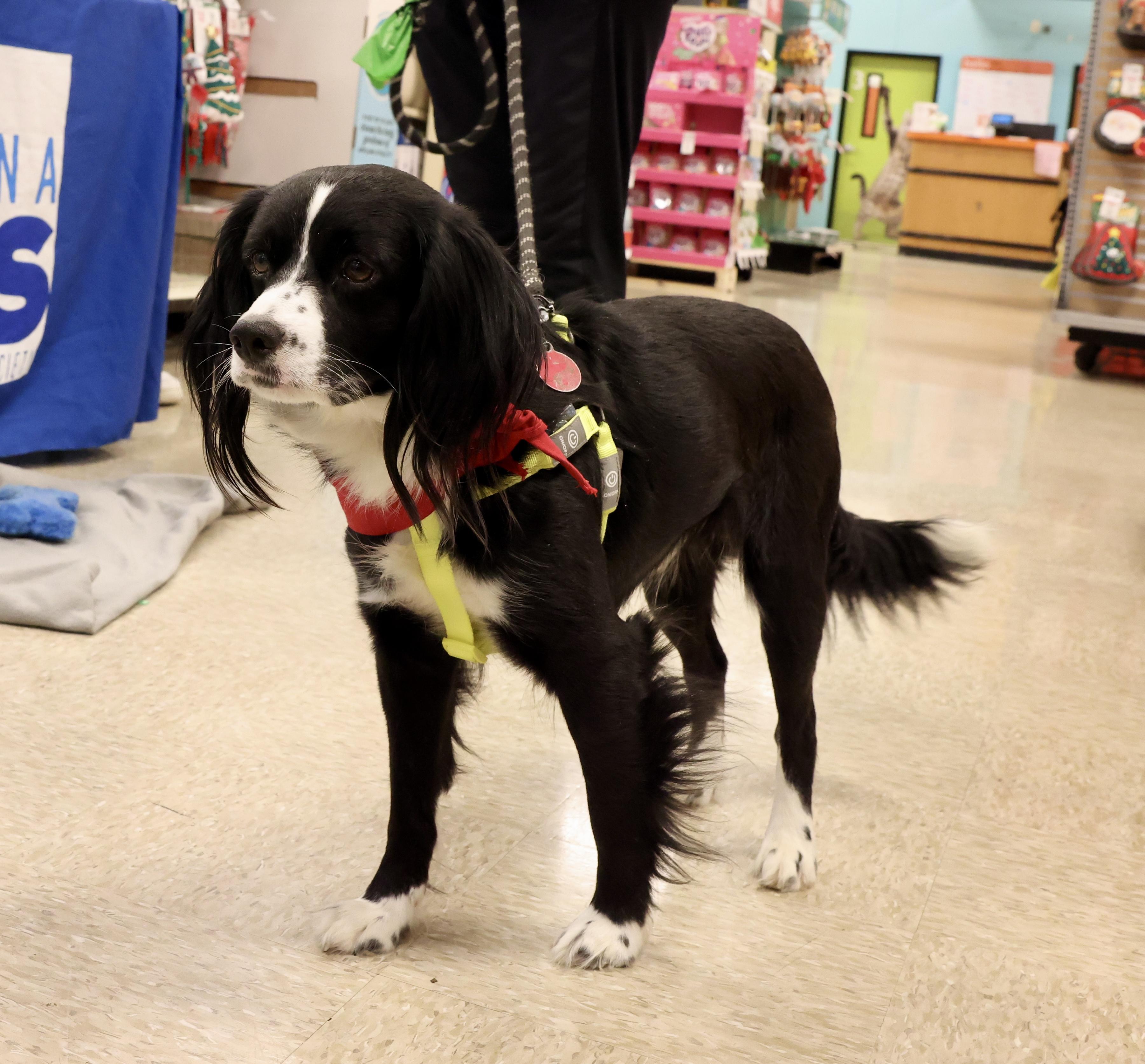 Enlarge Benny, a Adoptable mixed breed in Waxhaw, NC image 2/6