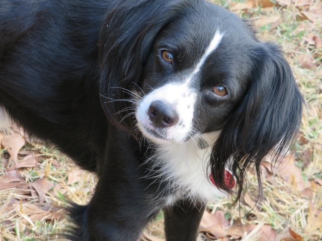 Benny, Adoptable, Adult Male Cavalier King Charles Spaniel.