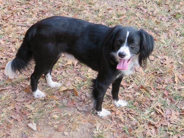 Enlarge Benny, a Adoptable mixed breed in Waxhaw, NC image 4/6