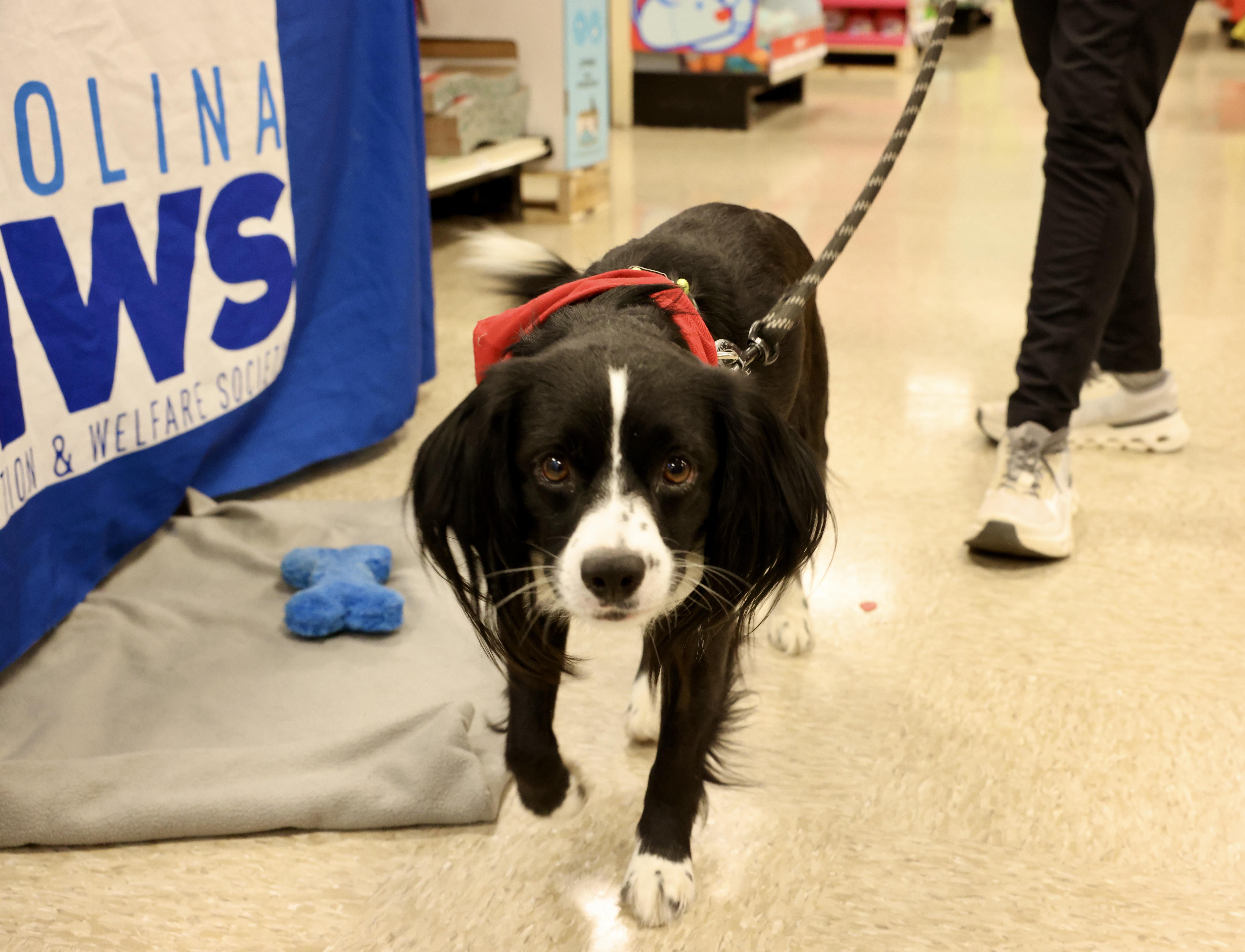 Enlarge Benny, a Adoptable mixed breed in Waxhaw, NC image 5/6