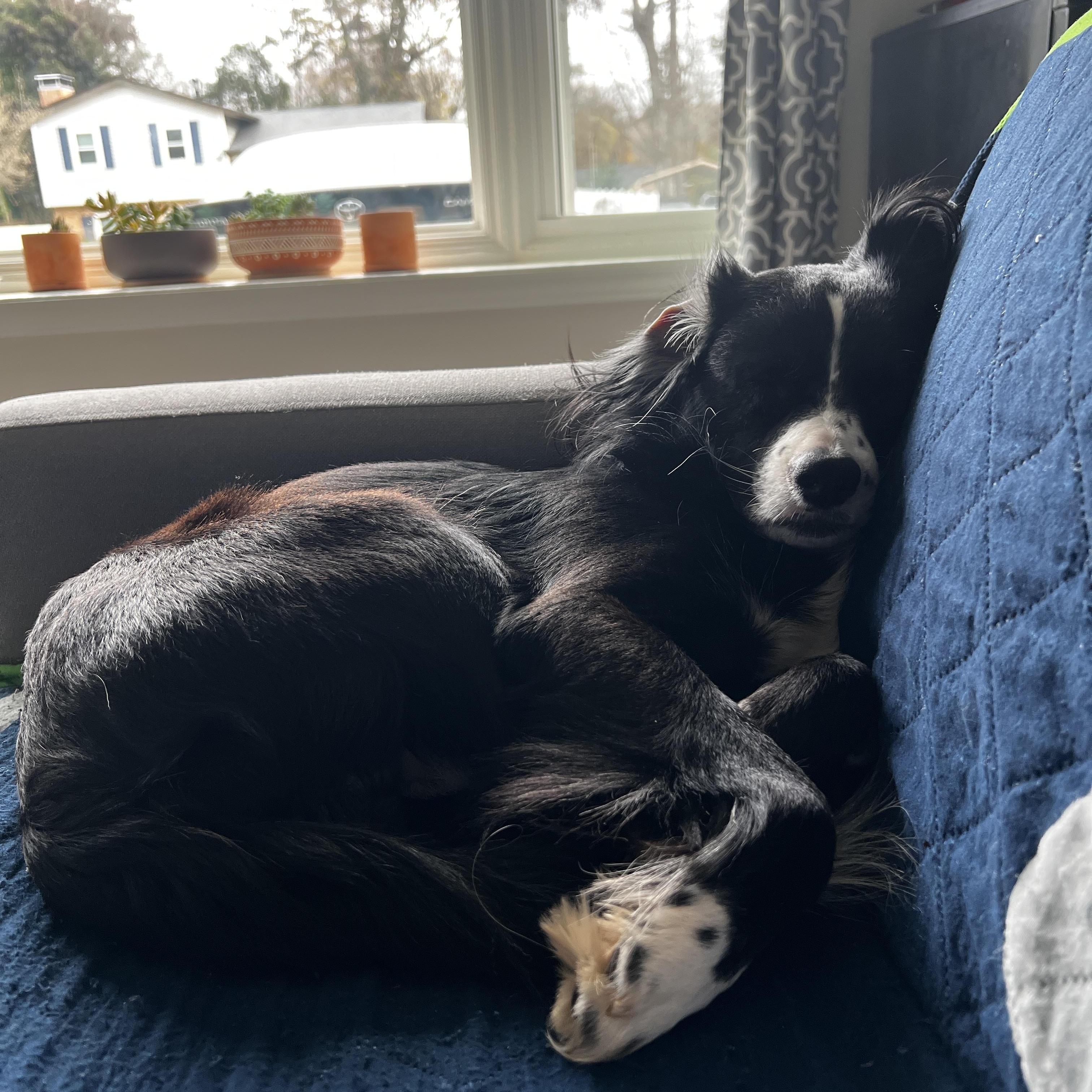 Enlarge Benny, a Adoptable mixed breed in Waxhaw, NC image 6/6