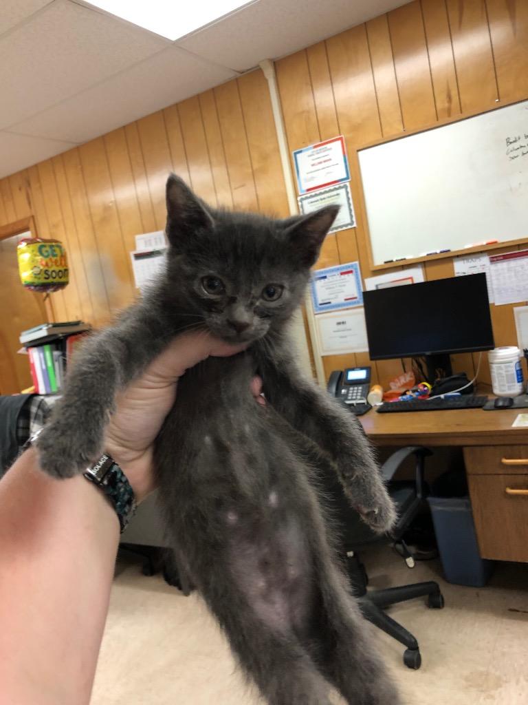Smudge, Adopted, Kitten Male Domestic Short Hair.
