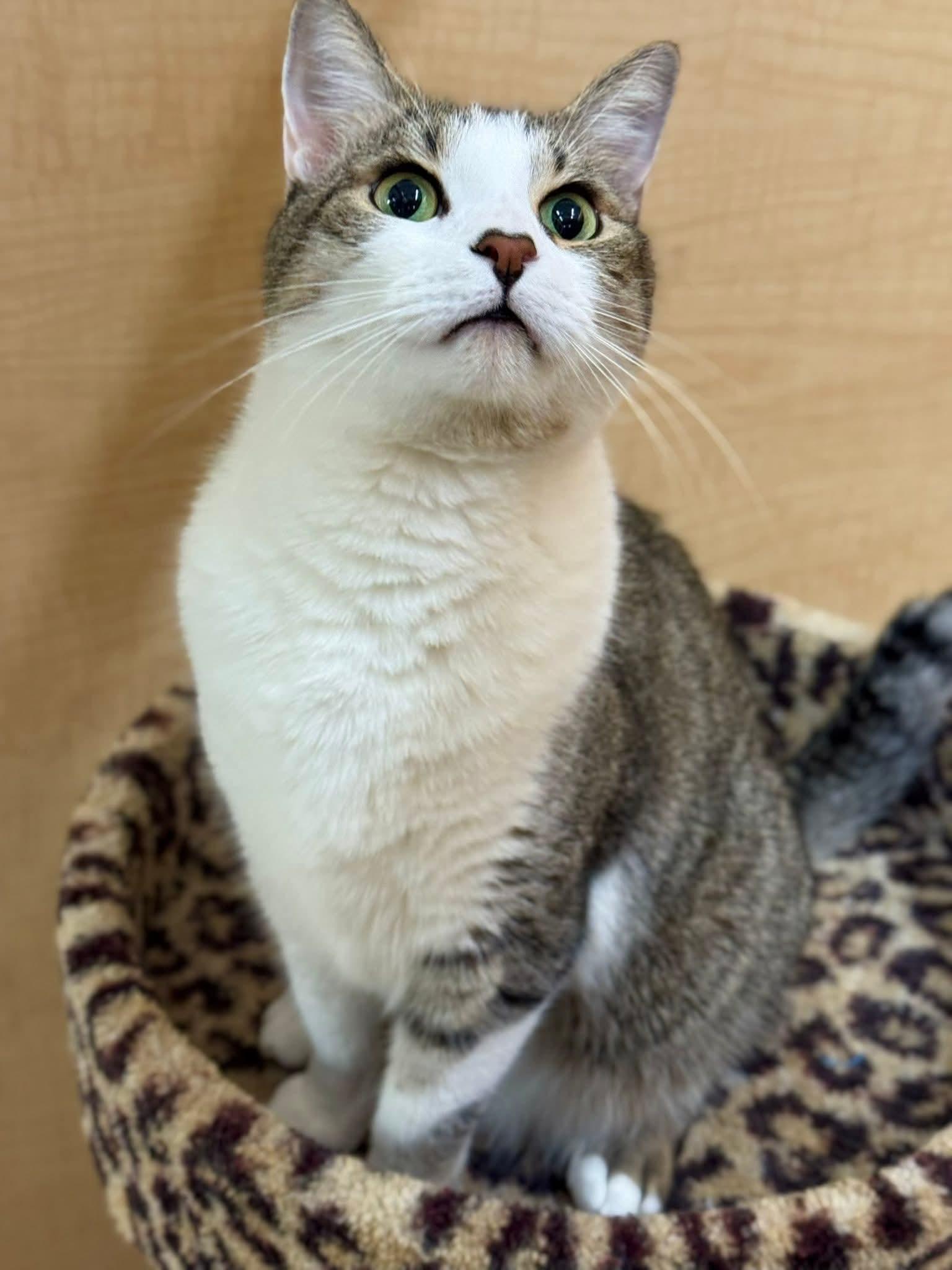 Rotini, a Adoptable Domestic Short Hair in Duluth, GA image 1/3