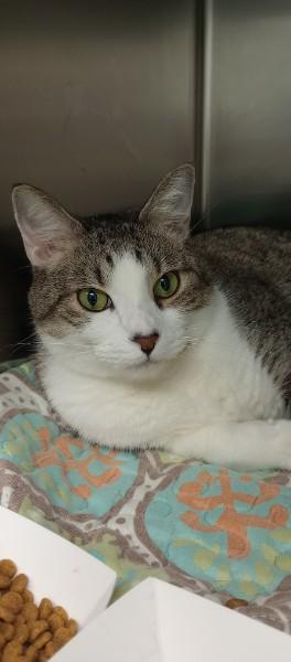 Rotini, Adoptable, Adult Male Domestic Short Hair.