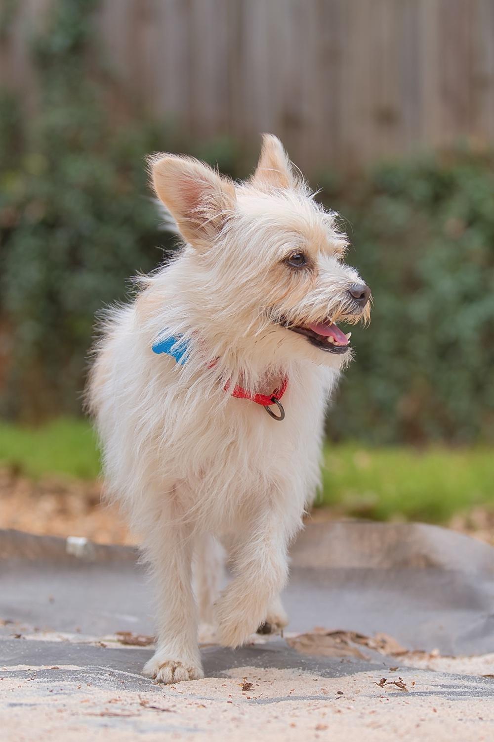 Mia, Adoptable, Adult Female Mixed Breed & Terrier.