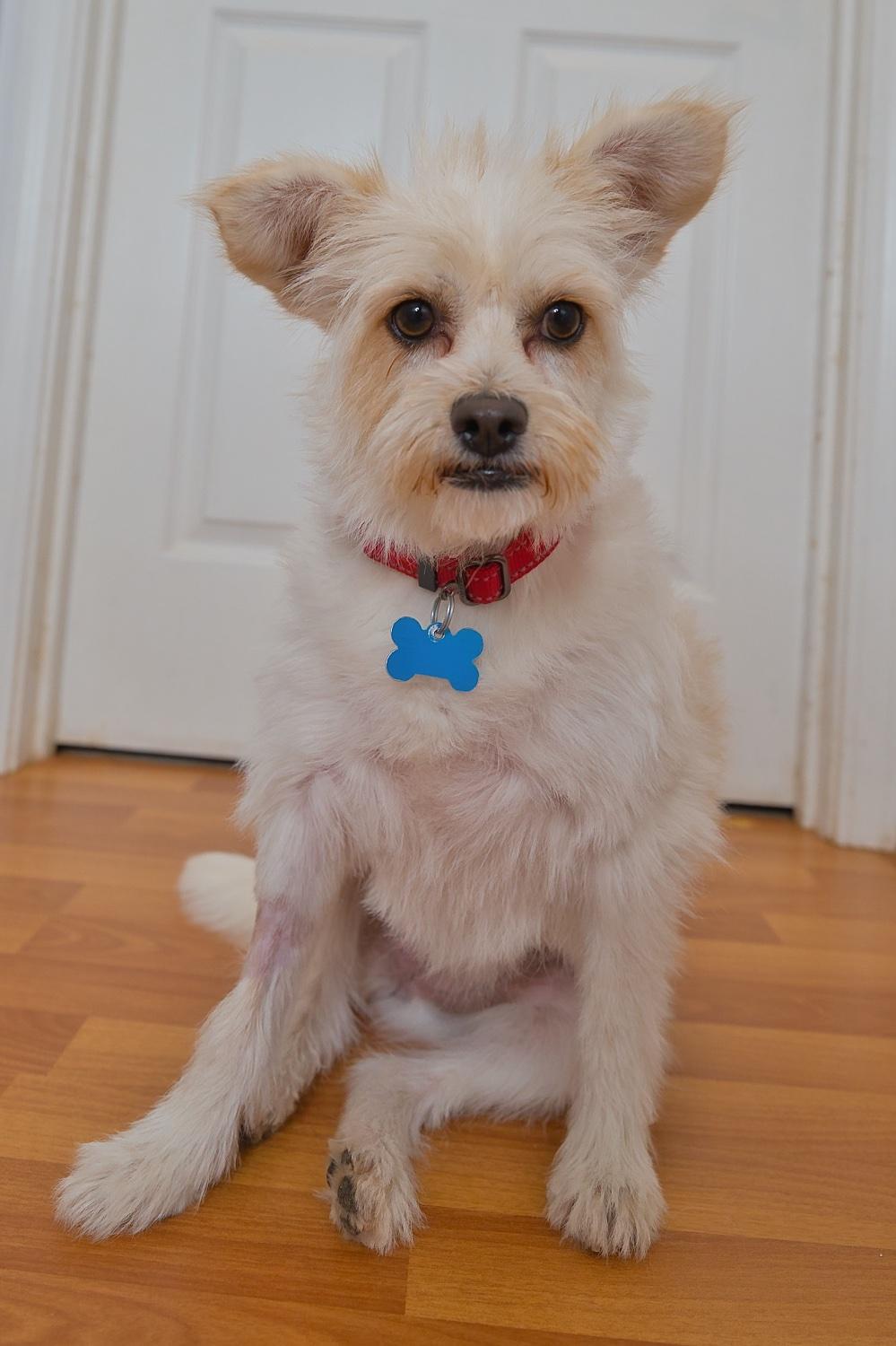 Enlarge Mia, a Adoptable mixed breed in Chamblee, GA image 1/6