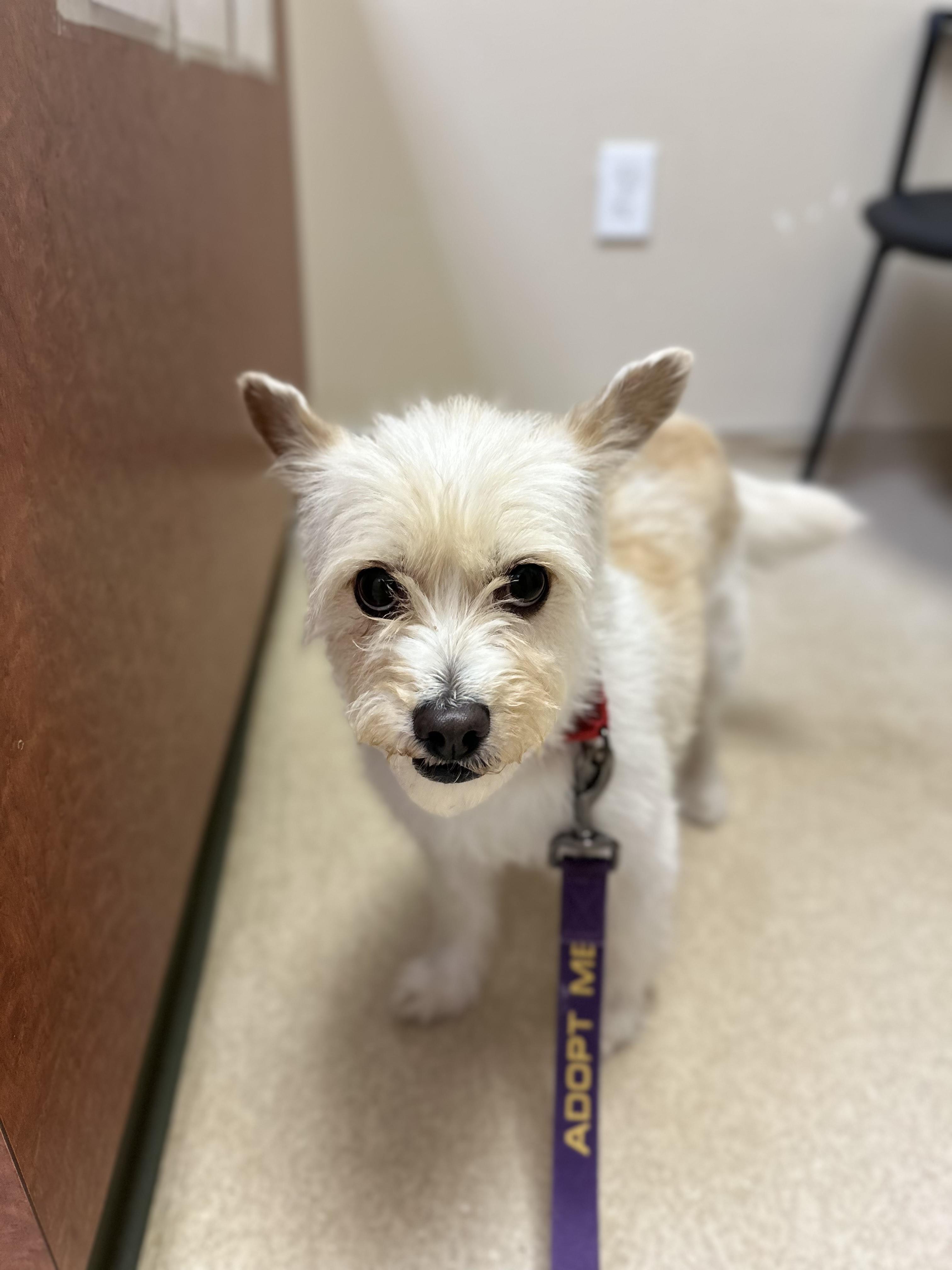 Enlarge Mia, a Adoptable mixed breed in Chamblee, GA image 2/6