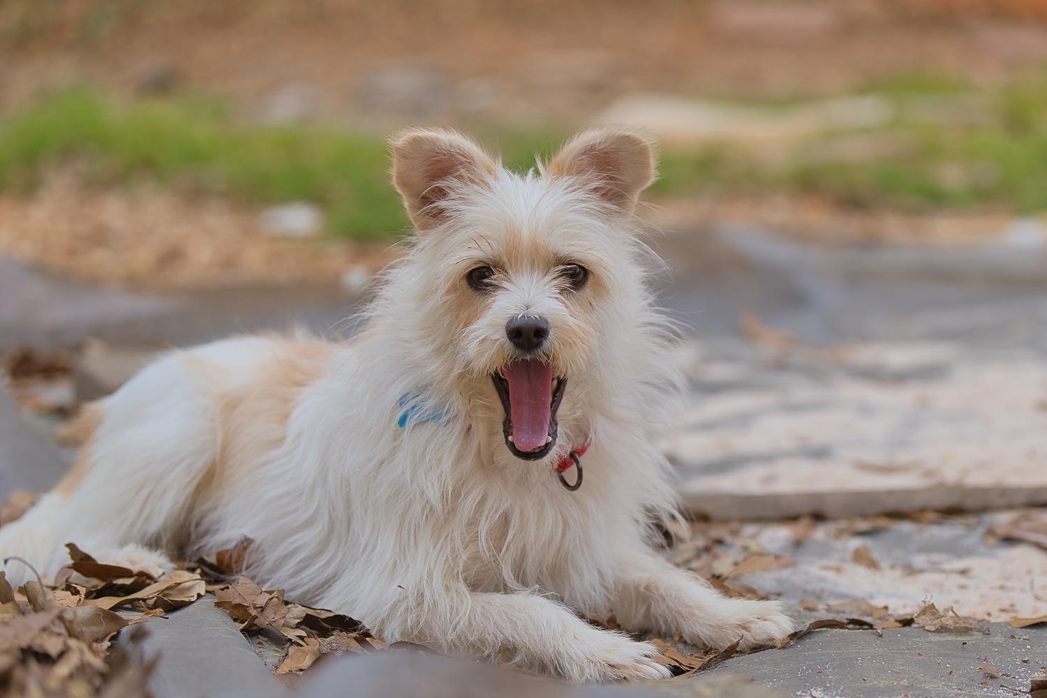 Enlarge Mia, a Adoptable mixed breed in Chamblee, GA image 1/6