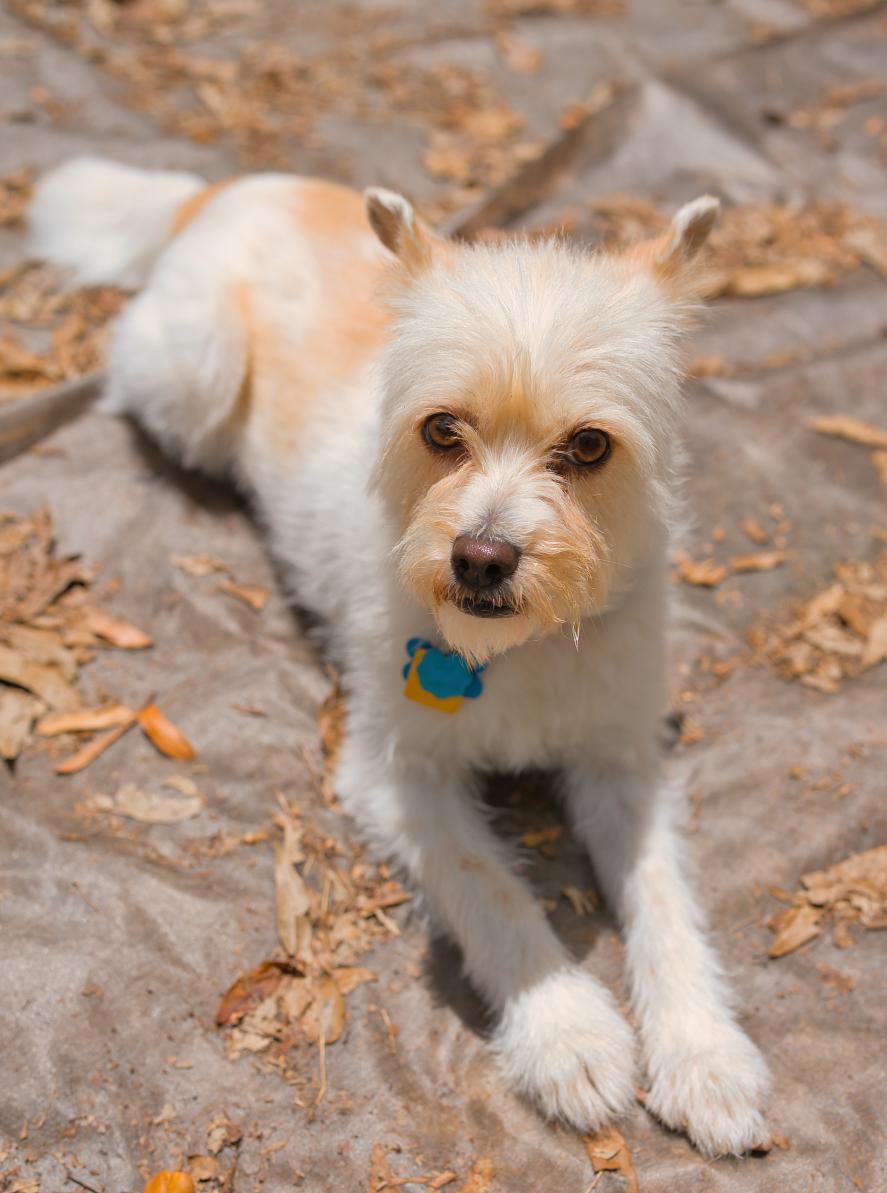 Mia, Adoptable, Adult Female Mixed Breed & Terrier.