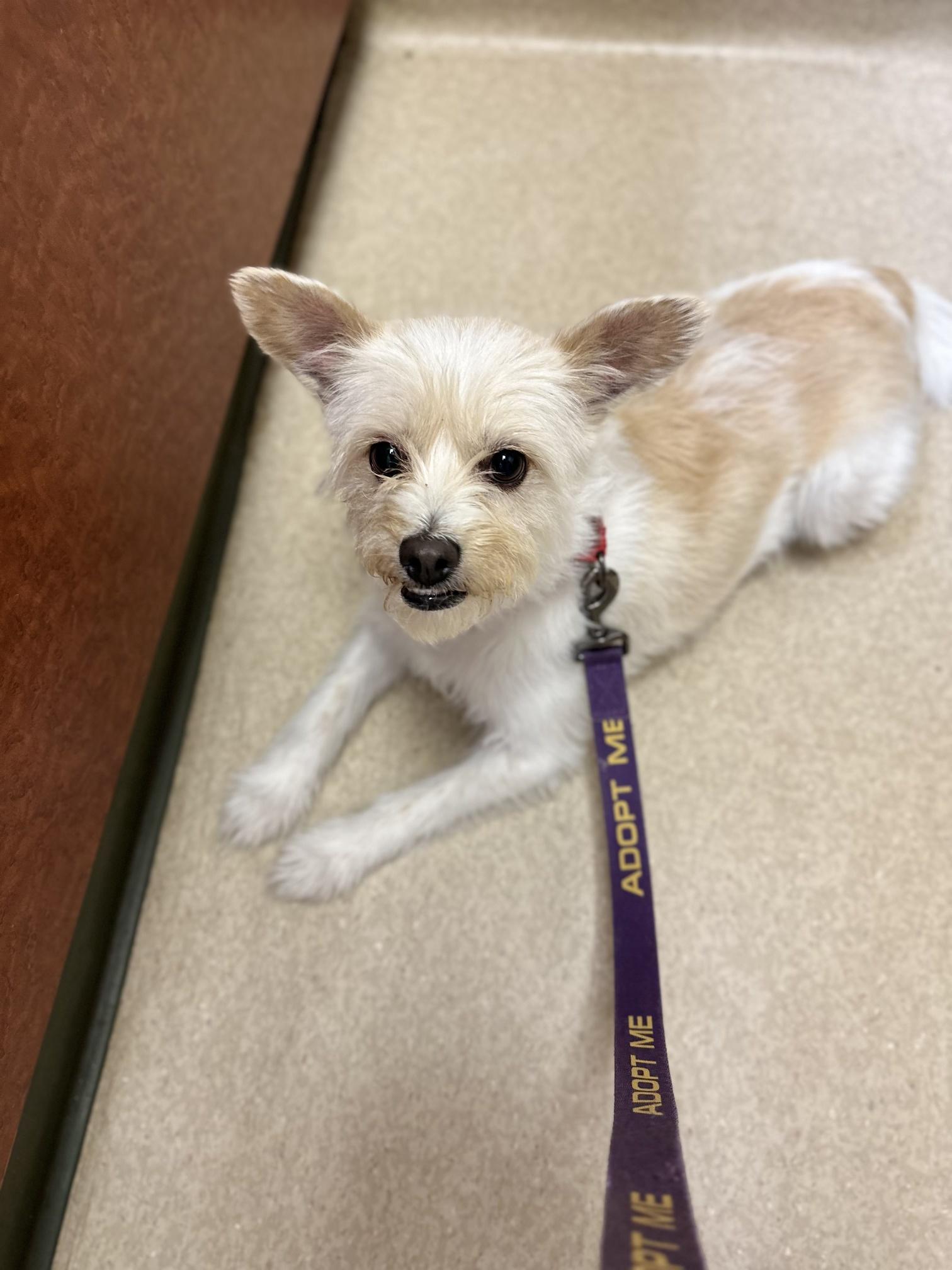 Mia, a Adoptable mixed breed in Chamblee, GA image 2/6