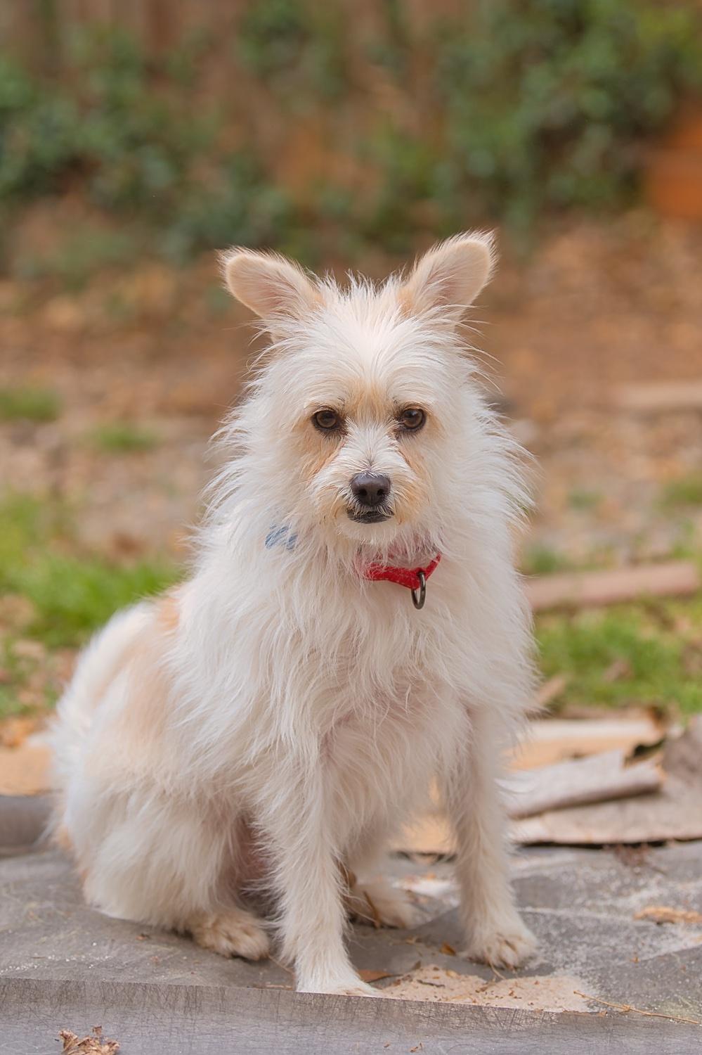 Enlarge Mia, a Adoptable mixed breed in Chamblee, GA image 2/6